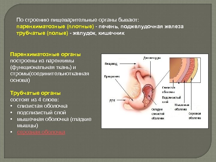 По строению пищеварительные органы бывают: паренхиматозные (плотные) - печень, поджелудочная железа трубчатые (полые) -