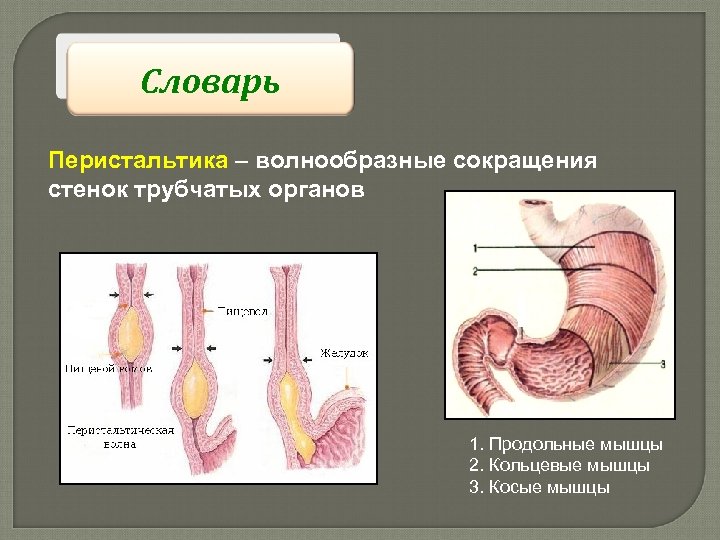 Словарь Перистальтика – волнообразные сокращения стенок трубчатых органов 1. Продольные мышцы 2. Кольцевые мышцы