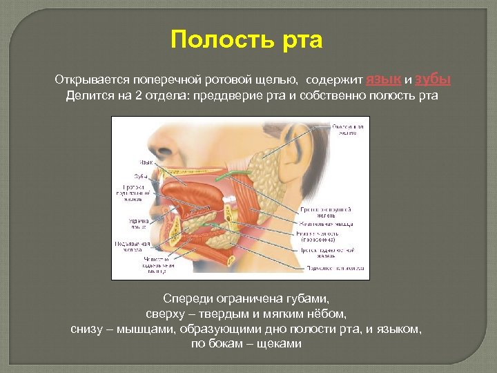 Полость рта Открывается поперечной ротовой щелью, содержит язык и зубы Делится на 2 отдела: