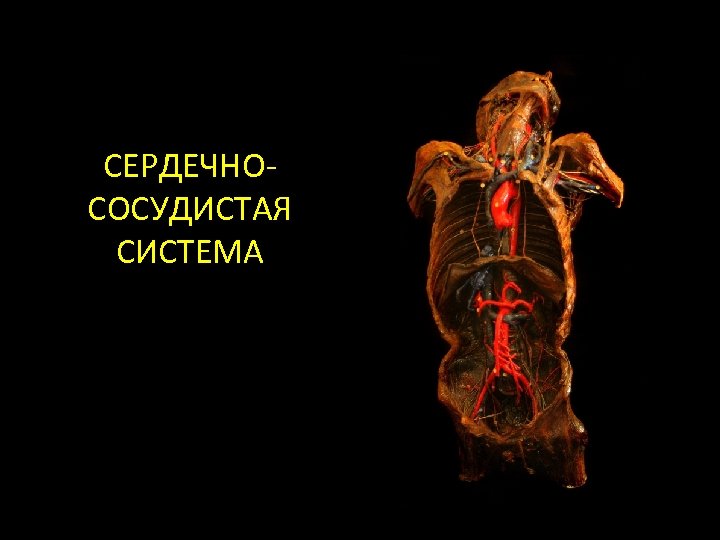 СЕРДЕЧНОСОСУДИСТАЯ СИСТЕМА 