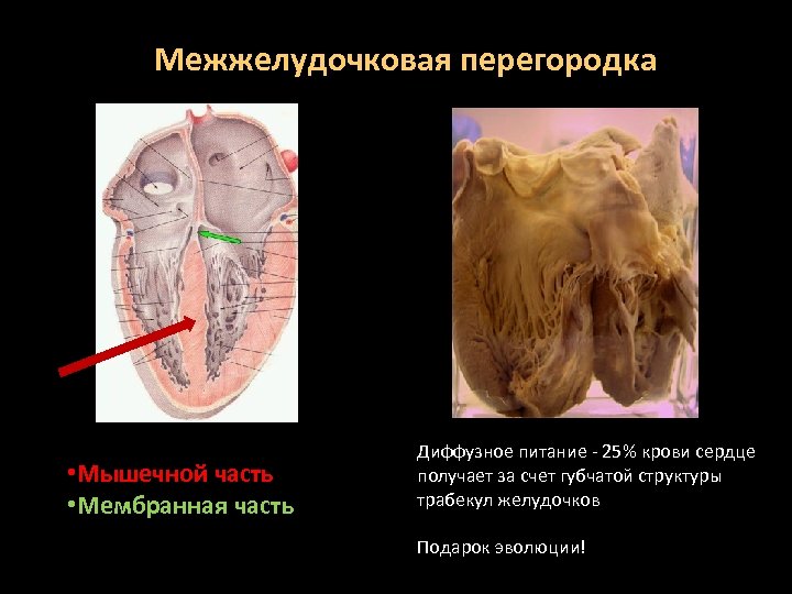 Межжелудочковая перегородка • Мышечной часть • Мембранная часть Диффузное питание - 25% крови сердце