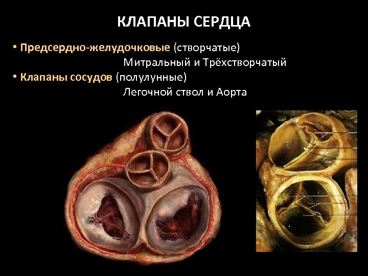 КЛАПАНЫ СЕРДЦА • Предсердно-желудочковые (створчатые) Митральный и Трёхстворчатый • Клапаны сосудов (полулунные) Легочной ствол
