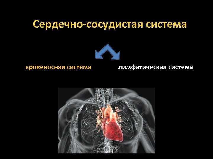 Сердечно-сосудистая система кровеносная система лимфатическая система 