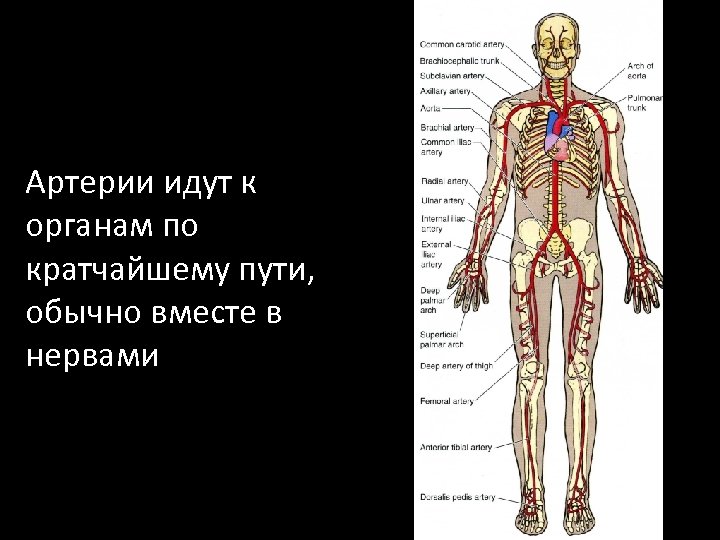 Артерии идут к органам по кратчайшему пути, обычно вместе в нервами 