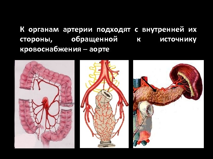 К органам артерии подходят с внутренней их стороны, обращенной к источнику кровоснабжения ─ аорте