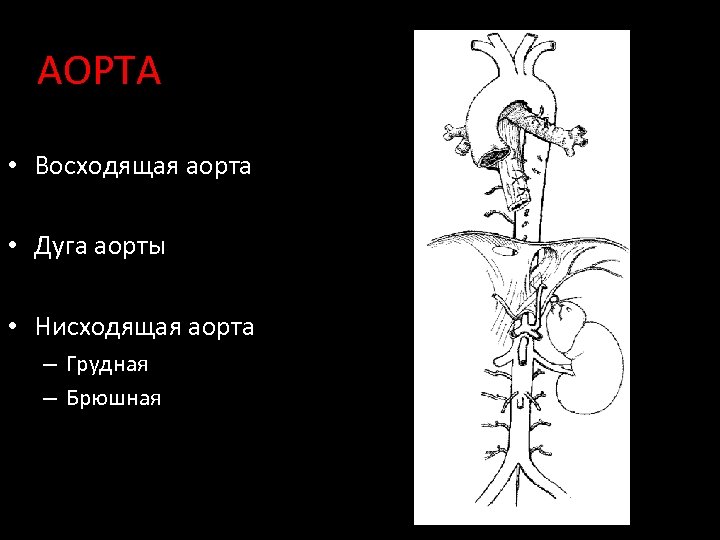 АОРТА • Восходящая аорта • Дуга аорты • Нисходящая аорта – Грудная – Брюшная