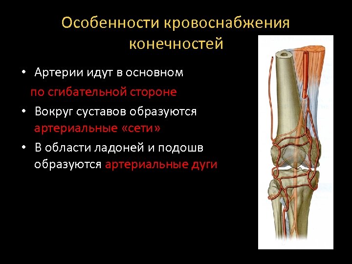 Особенности кровоснабжения конечностей • Артерии идут в основном по сгибательной стороне • Вокруг суставов