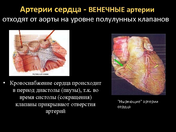 Артерии сердца - ВЕНЕЧНЫЕ артерии отходят от аорты на уровне полулунных клапанов • Кровоснабжение