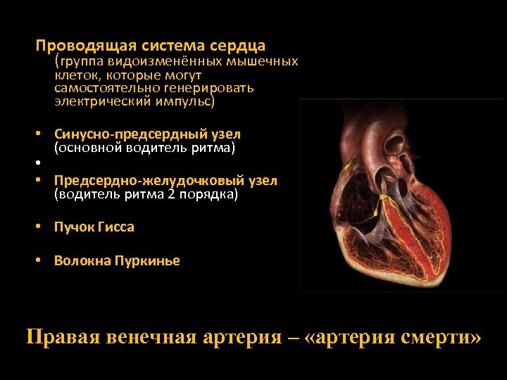 Проводящая система сердца (группа видоизменённых мышечных клеток, которые могут самостоятельно генерировать электрический импульс) •