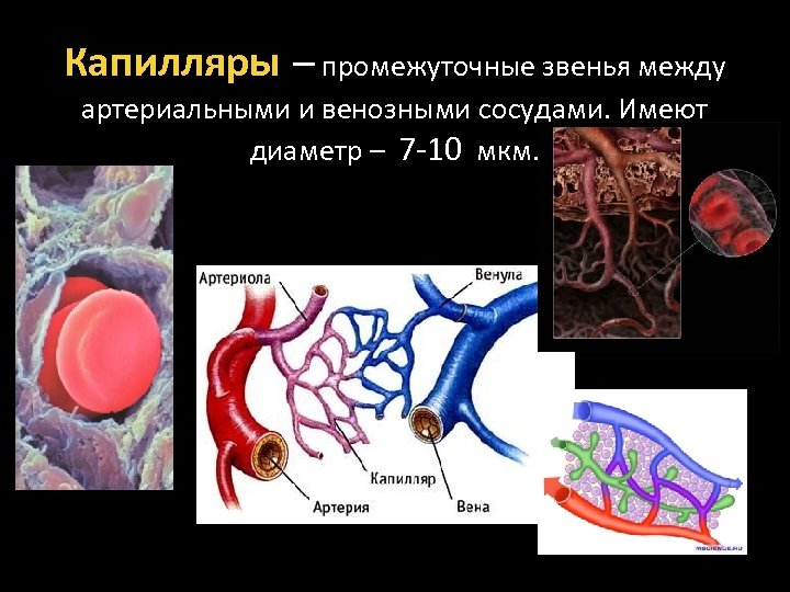 Капилляры – промежуточные звенья между артериальными и венозными сосудами. Имеют диаметр – 7 -10