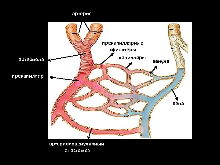 артерия артериола прекапиллярные сфинктеры капилляры венула прекапилляр вена артериоловенулярный анастомоз 
