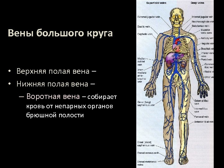 Вены большого круга • Верхняя полая вена – • Нижняя полая вена – –