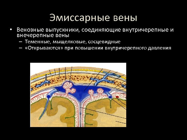 Эмиссарные вены • Венозные выпускники, соединяющие внутричерепные и внечерепные вены – Теменные, мыщелковые, сосцевидные