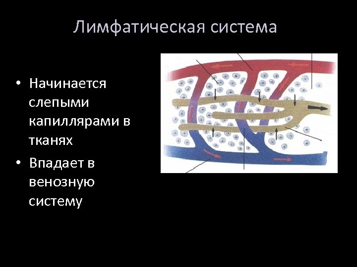 Лимфатическая система • Начинается слепыми капиллярами в тканях • Впадает в венозную систему 