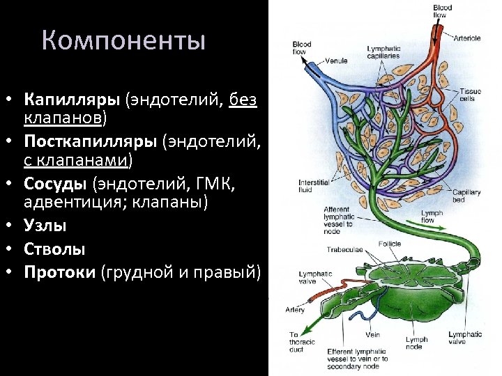 Компоненты • Капилляры (эндотелий, без клапанов) • Посткапилляры (эндотелий, с клапанами) • Сосуды (эндотелий,