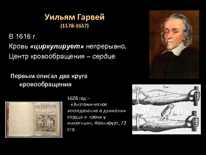 Уильям Гарвей (1578 -1657) В 1616 г. Кровь «циркулирует» непрерывно. Центр кровообращения – сердце.