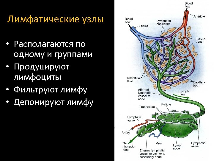Лимфатические узлы • Располагаются по одному и группами • Продуцируют лимфоциты • Фильтруют лимфу