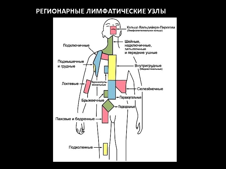 РЕГИОНАРНЫЕ ЛИМФАТИЧЕСКИЕ УЗЛЫ 