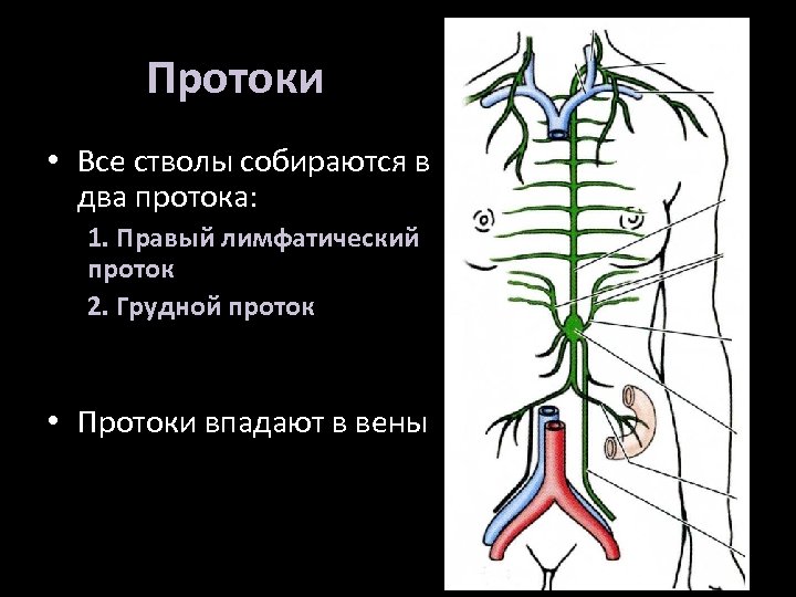 Протоки • Все стволы собираются в два протока: 1. Правый лимфатический проток 2. Грудной