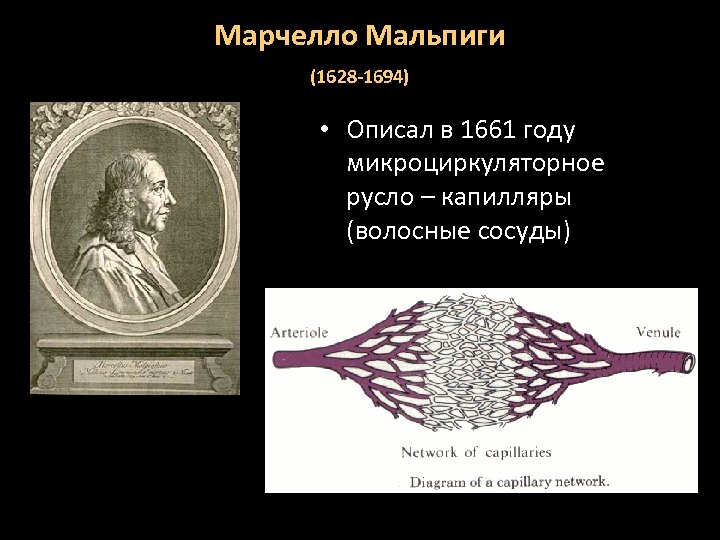 Марчелло Мальпиги (1628 -1694) • Описал в 1661 году микроциркуляторное русло – капилляры (волосные