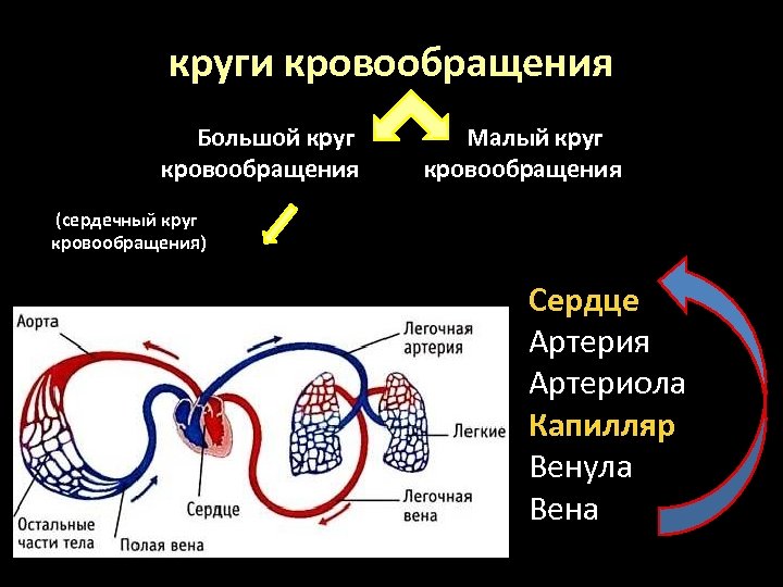 круги кровообращения Большой круг Малый круг кровообращения (сердечный круг кровообращения) Сердце Артерия Артериола Капилляр