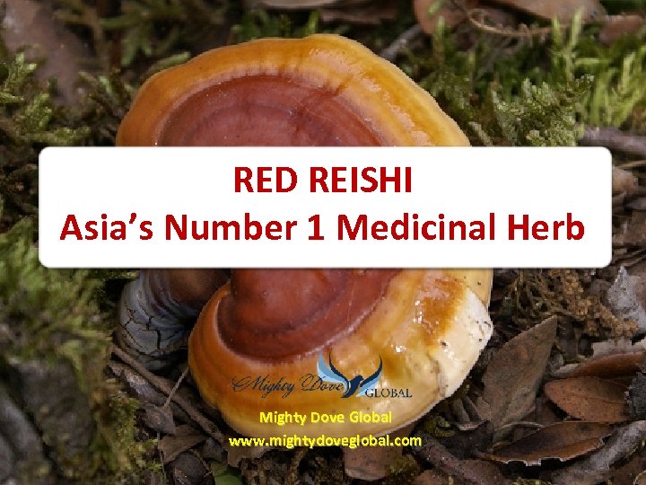 RED REISHI Asia’s Number 1 Medicinal Herb Mighty Dove Global www. mightydoveglobal. com 