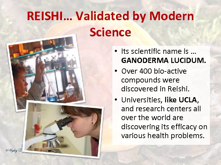 REISHI… Validated by Modern Science • Its scientific name is … GANODERMA LUCIDUM. •