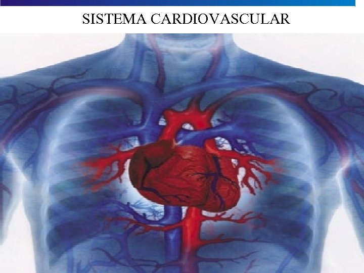 SISTEMA CARDIOVASCULAR 