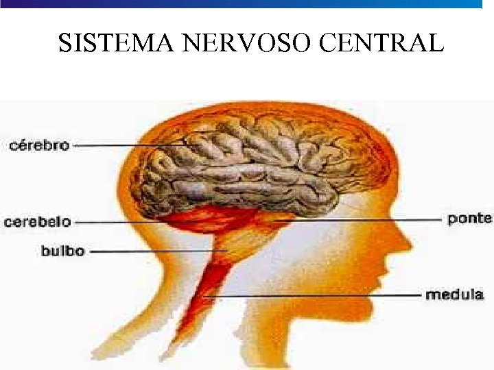 SISTEMA NERVOSO CENTRAL 