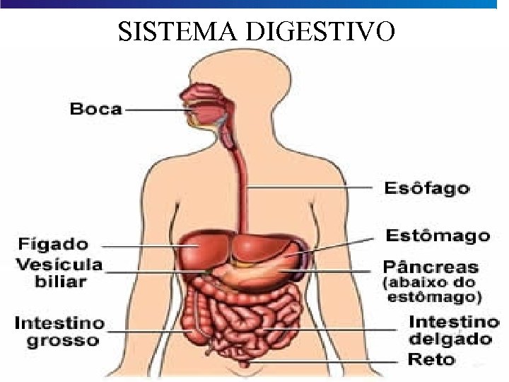 SISTEMA DIGESTIVO 
