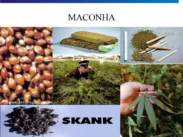 MACONHA 