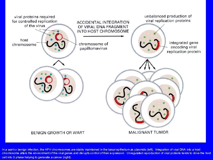 In a wart or benign infection, the HPV chromosomes are stably maintained in the