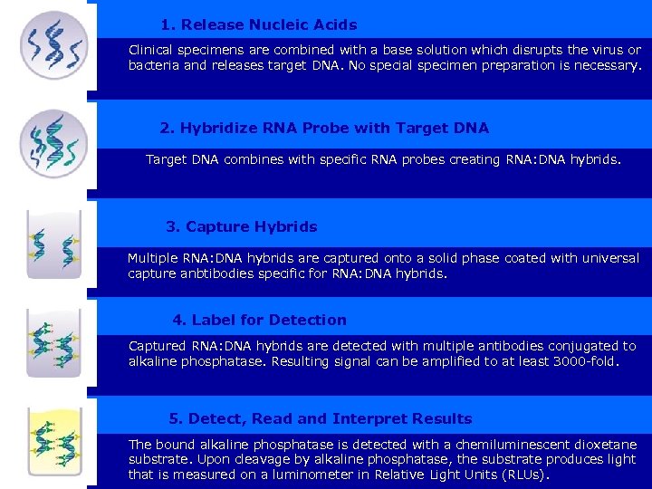  1. Release Nucleic Acids Clinical specimens are combined with a base solution which