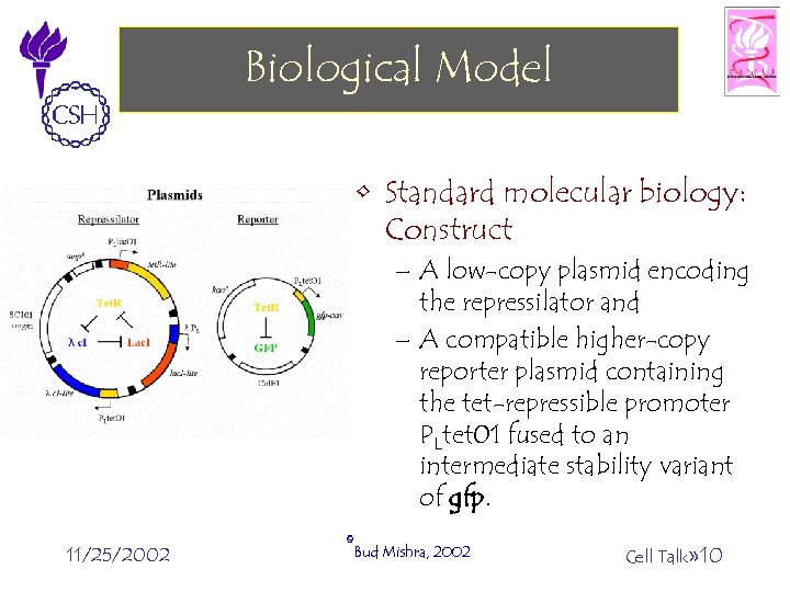 Biological Model • Standard molecular biology: Construct – A low-copy plasmid encoding the repressilator