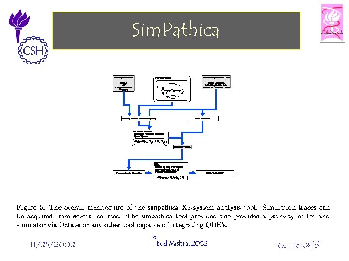 Sim. Pathica 11/25/2002 ©Bud Mishra, 2002 Cell Talk» 15 