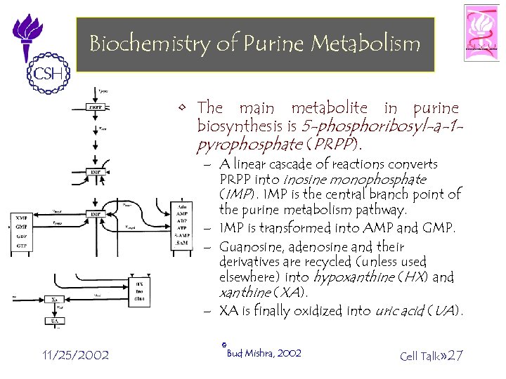 Biochemistry of Purine Metabolism • The main metabolite in purine biosynthesis is 5 -phosphoribosyl-a-1