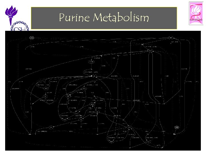 Purine Metabolism 11/25/2002 ©Bud Mishra, 2002 Cell Talk» 34 