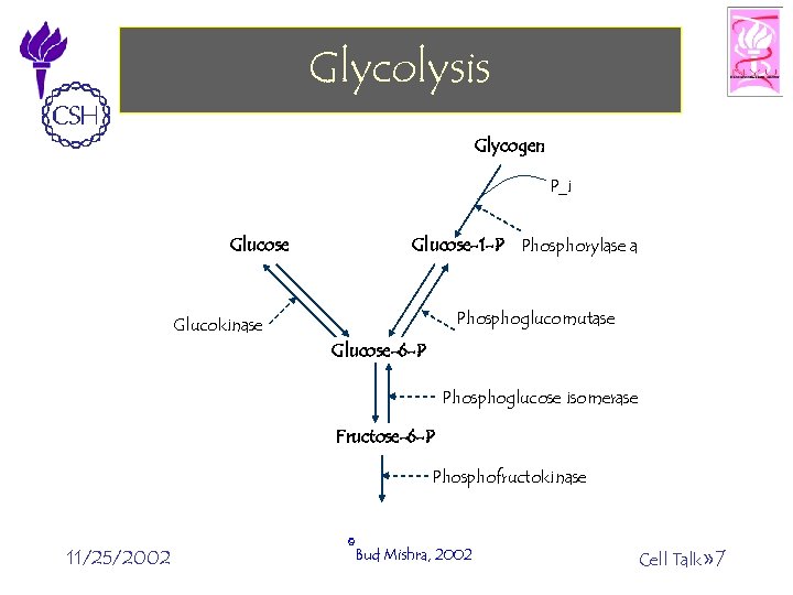 Glycolysis Glycogen P_i Glucose-1 -P Phosphorylase a Phosphoglucomutase Glucokinase Glucose-6 -P Phosphoglucose isomerase Fructose-6