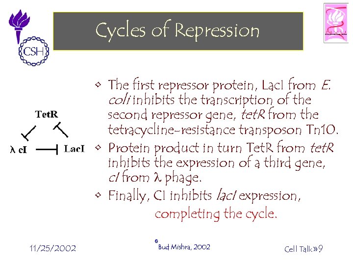 Cycles of Repression • The first repressor protein, Lac. I from E. coli inhibits