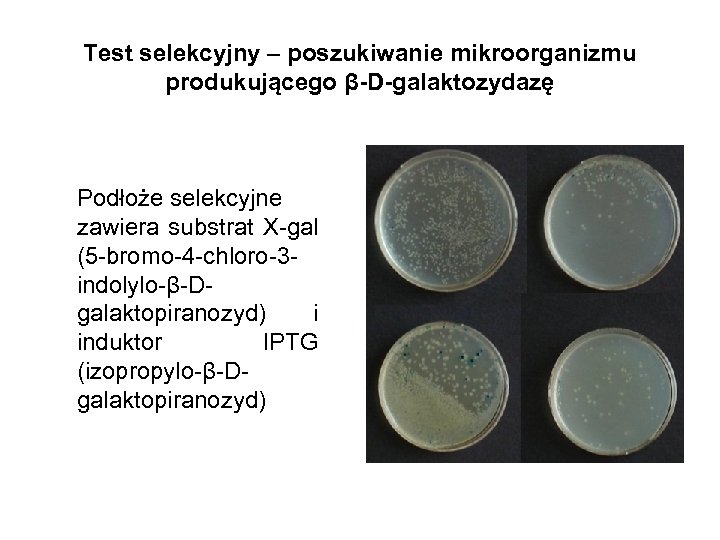 Test selekcyjny – poszukiwanie mikroorganizmu produkującego β-D-galaktozydazę Podłoże selekcyjne zawiera substrat X-gal (5 -bromo-4