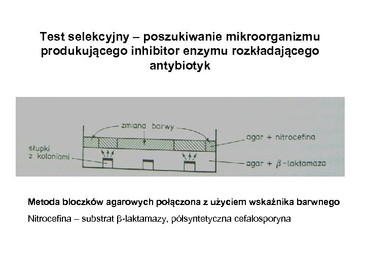 Test selekcyjny – poszukiwanie mikroorganizmu produkującego inhibitor enzymu rozkładającego antybiotyk Metoda bloczków agarowych połączona