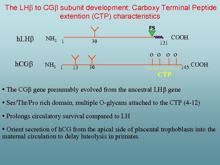 The LH to CG subunit development; Carboxy Terminal Peptide extention (CTP) characteristics FS h.