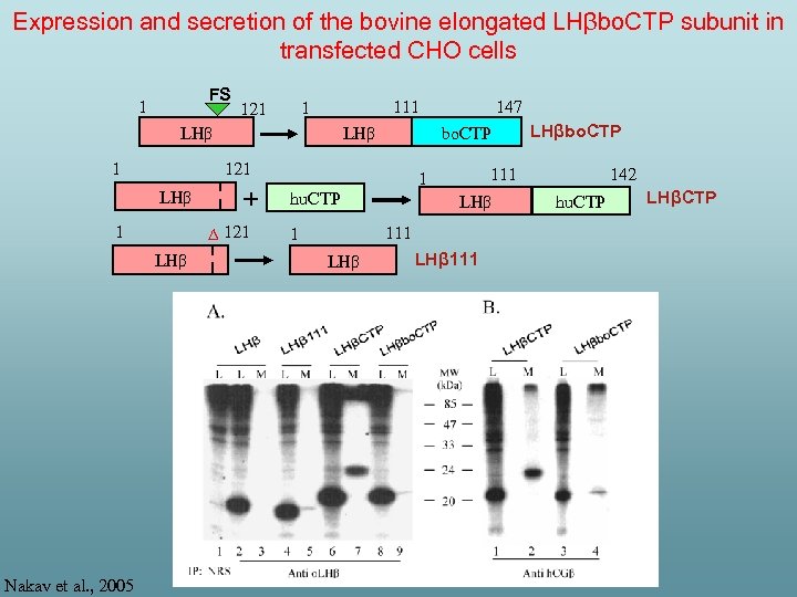 Expression and secretion of the bovine elongated LHβbo. CTP subunit in transfected CHO cells