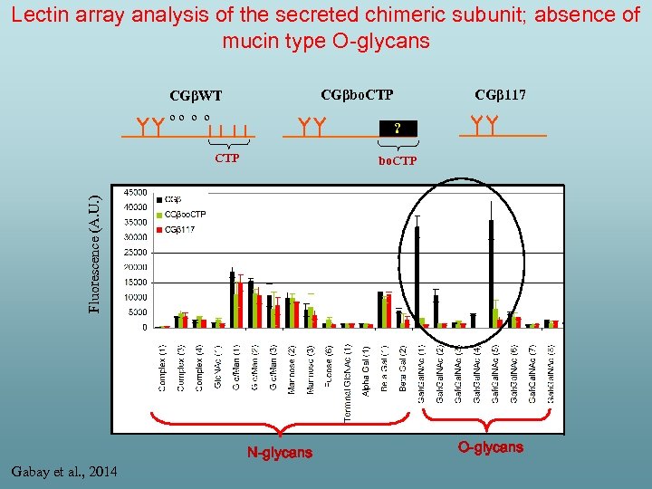 Lectin array analysis of the secreted chimeric subunit; absence of mucin type O-glycans CGβbo.