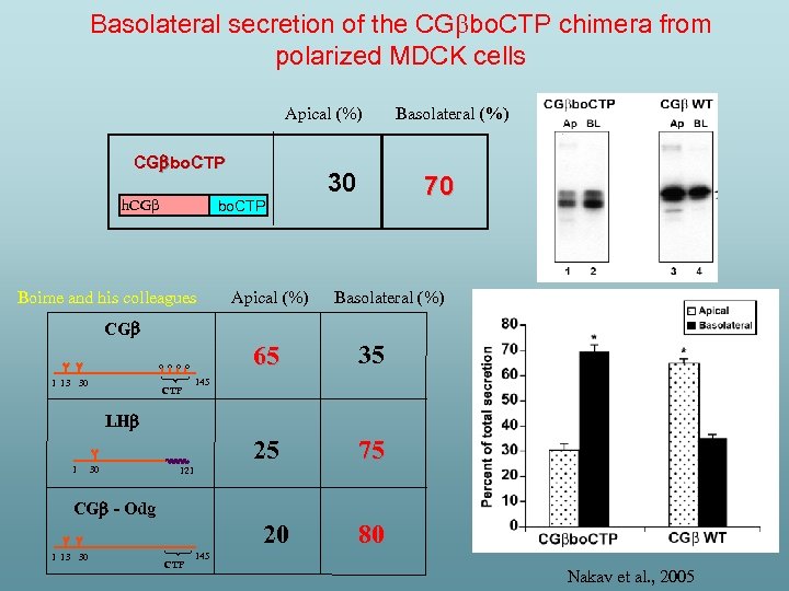 Basolateral secretion of the CG bo. CTP chimera from polarized MDCK cells Apical (%)
