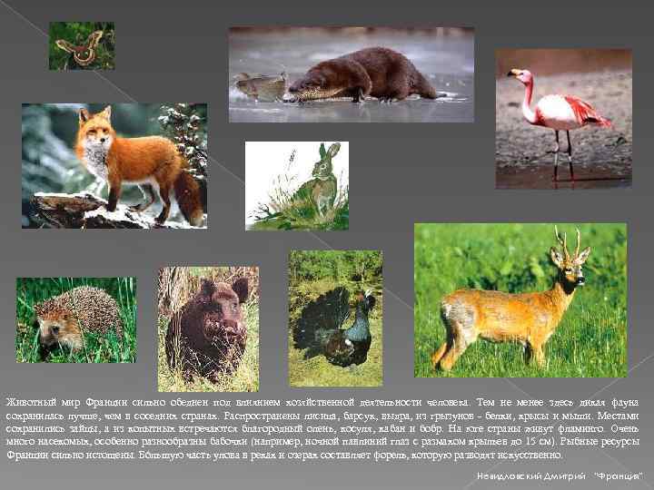 Животный мир Франции сильно обеднен под влиянием хозяйственной деятельности человека. Тем не менее здесь