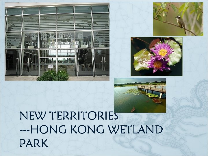 NEW TERRITORIES ---HONG KONG WETLAND PARK 