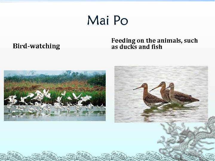 Mai Po Bird-watching Feeding on the animals, such as ducks and fish 