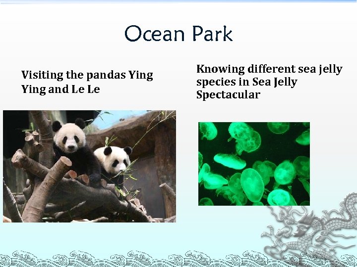 Ocean Park Visiting the pandas Ying and Le Le Knowing different sea jelly species