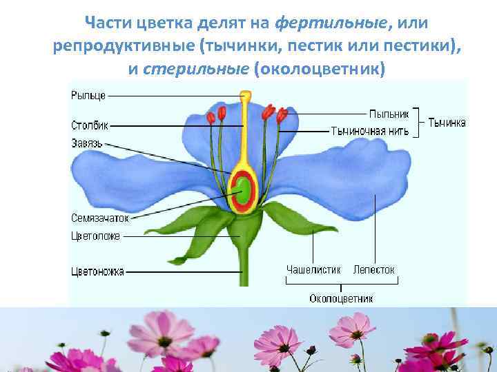 Части цветка делят на фертильные, или репродуктивные (тычинки, пестик или пестики), и стерильные (околоцветник)